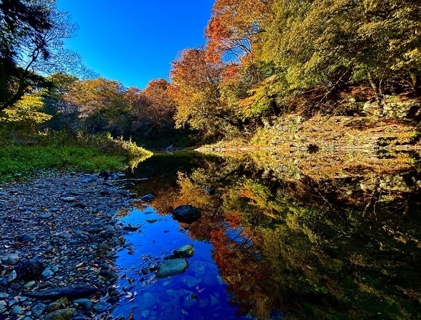 紅葉の見頃、最も検索される時期とは？